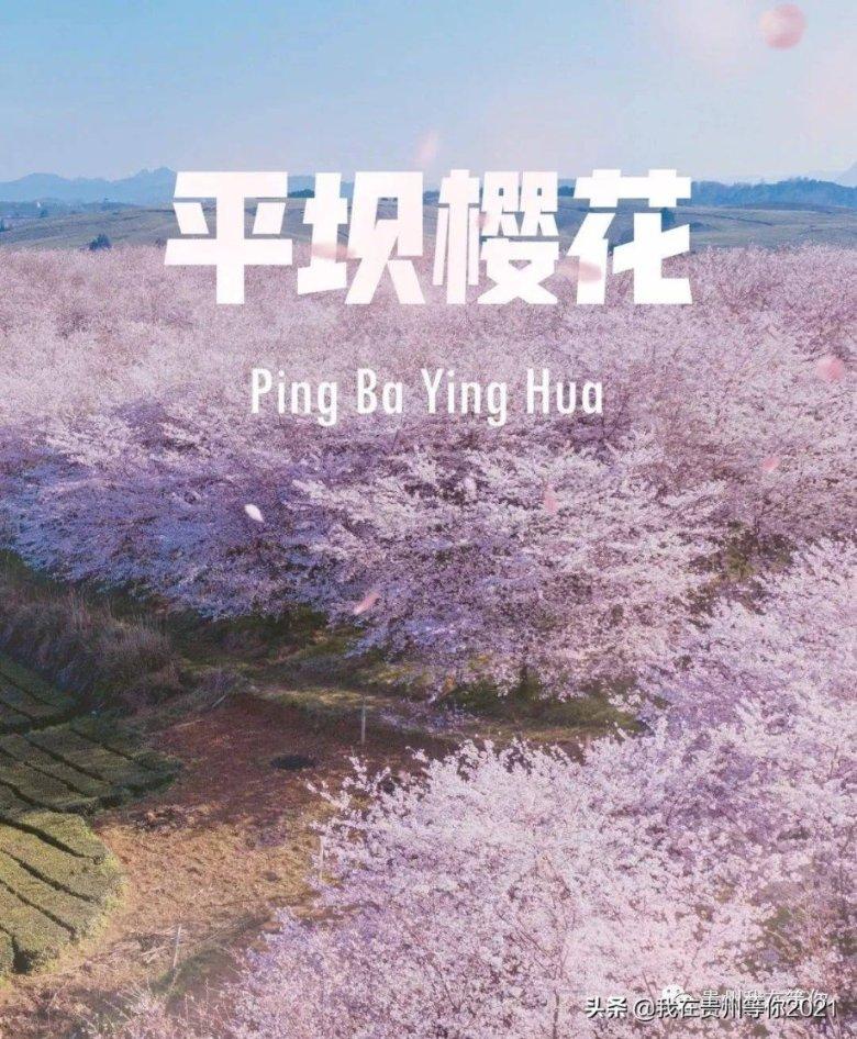 长安启源Q05与宋Pro DM-i,年轻人更“偏爱”哪款车?